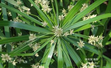 Cyperus involucratus Rottb. 輪傘莎草