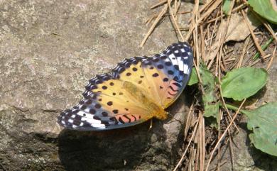 Argynnis hyperbius (Linnaeus, 1763) 斐豹蛺蝶