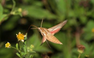 Hippotion rosetta Swinhoe, 1892 後紅斜線天蛾