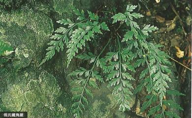 Asplenium oldhamii Hance 俄氏鐵角蕨