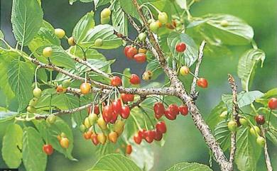 Prunus campanulata Maxim. 山櫻花