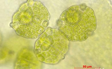 Cololejeunea ocelloides (Horik.) Mizut. 多胞疣鱗蘚