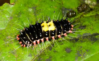 Erasmia pulchella hobsoni Butler, 1889 山龍眼螢斑蛾