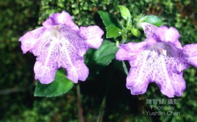 Strobilanthes rankanensis 蘭崁馬藍