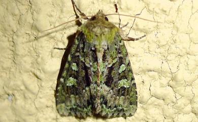 Atrachea ochrotica (Hampson, 1910) 闊翅黃綠緯夜蛾