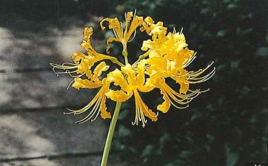 Lycoris aurea 龍爪花