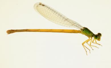 Ceriagrion melanurum Selys, 1876 黃腹細蟌