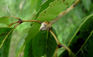 Fraxinus insularis Hemsl. 臺灣梣