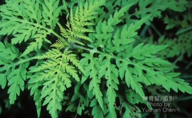 Ambrosia artemisiifolia 豬草