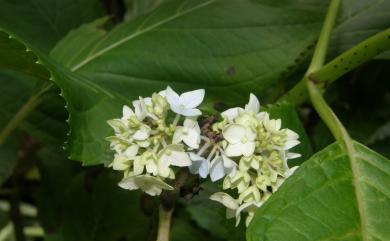 Hydrangea macrophylla 繡球花