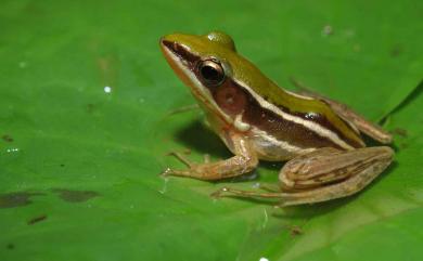 Hylarana taipehensis (Van Denburgh, 1909) 臺北赤蛙