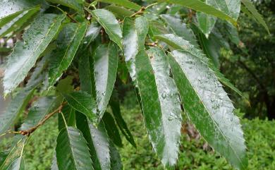 Quercus variabilis 栓皮櫟