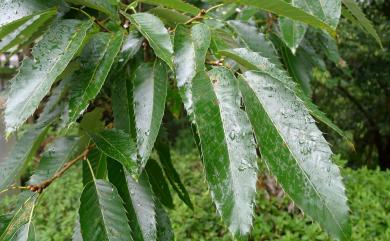 Quercus variabilis Blume 栓皮櫟