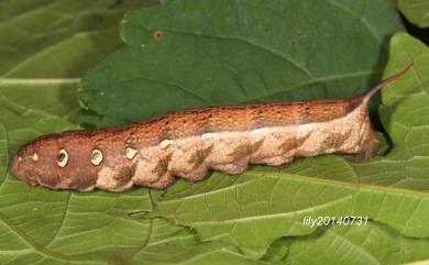 Theretra japonica (Boisduval, 1869) 日本斜紋天蛾