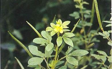 Cleome viscosa L. 向天黃