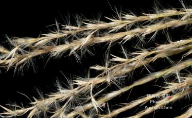 Miscanthus sinensis Andersson 芒