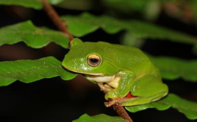 Zhangixalus moltrechti (Boulenger, 1908) 莫氏樹蛙