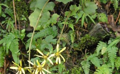 Farfugium japonicum var. formosanum (Hayata) Kitam. 臺灣山菊