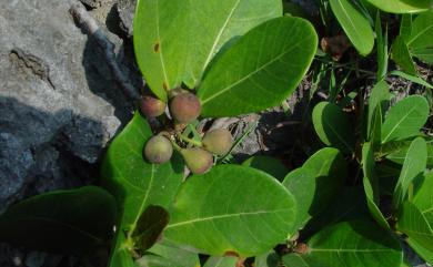 Ficus pedunculosa var. mearnsii (Merr.) Corner 鵝鑾鼻蔓榕