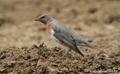 Turdus ruficollis Pallas, 1776 赤頸鶇