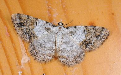 Psilalcis albibasis (Hampson, 1895) 白基土黃擬霜尺蛾