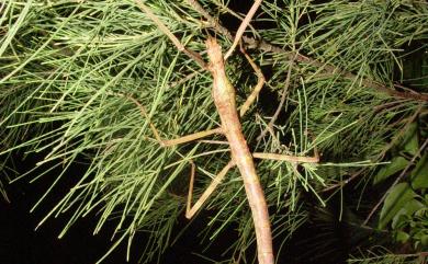 Phasmotaenia lanyuhensis Huang & Brock, 2001 蘭嶼筒胸竹節蟲