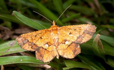 Entomopteryx combusta (Warren, 1893) 破褐緣安尺蛾