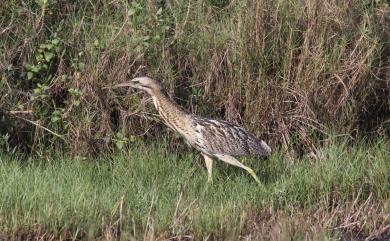 Botaurus stellaris stellaris (Linnaeus, 1758) 大麻鷺