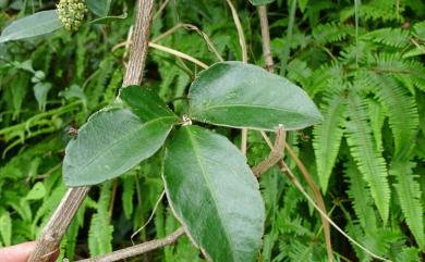 Tetrastigma formosanum (Hemsl.) Gagnep. 三葉崖爬藤