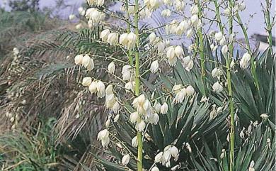 Yucca aloifolia 金棒蘭