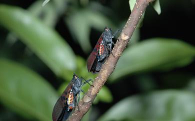 Lycorma meliae Kato, 1929 紅翅蠟蟬