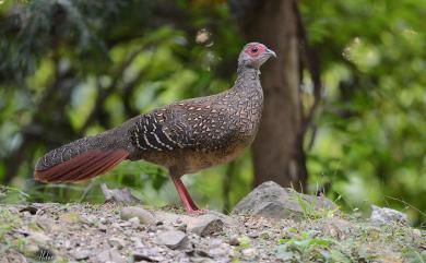 Lophura swinhoii (Gould, 1863) 藍腹鷴