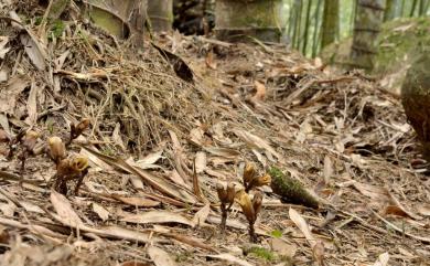 Gastrodia fontinalis var. fontinalis 春赤箭