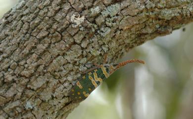 Pyrops candelaria (Linnaeus, 1758) 龍眼雞