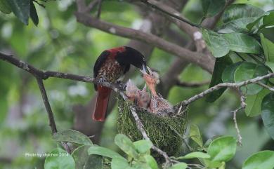 Oriolus traillii ardens 朱鸝