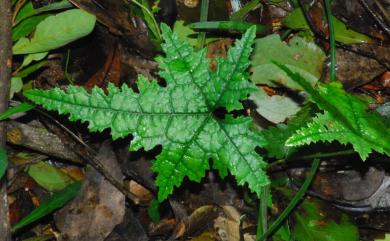 Paratinospora dentata (Diels) Wei Wang 恆春青牛膽