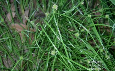 Cyperus mindorensis (Steud.) Huygh 單穗水蜈蚣