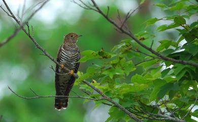 Cuculus saturatus Blyth, 1843 喜馬拉雅中杜鵑