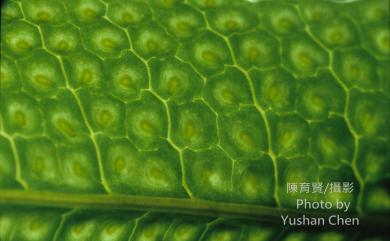 Tectaria phaeocaulis 蛇脈三叉蕨