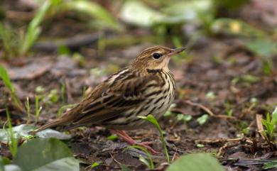 Anthus gustavi Swinhoe, 1863 白背鷚