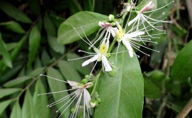 Capparis micracantha var. henryi 小刺山柑