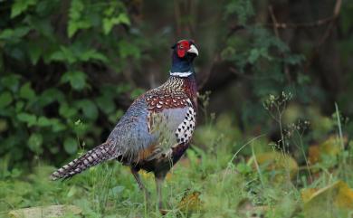 Phasianus colchicus formosanus Elliot, 1870 環頸雉(台灣特有亞種)