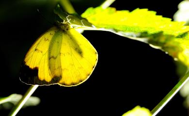 Eurema hecabe (Linnaeus, 1758) 黃蝶