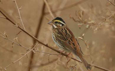 Emberiza chrysophrys Pallas, 1776 黃眉鵐