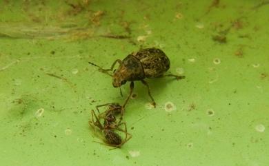 Anthribidae Billberg, 1820 長角象鼻蟲科