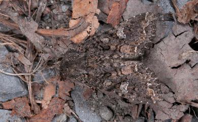 Mamestra brassicae (Linnaeus, 1758) 甘藍夜蛾