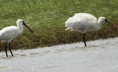 Platalea minor Temminck & Schlegel, 1849 黑面琵鷺