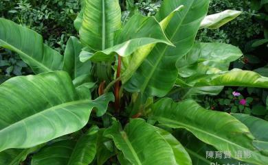 Philodendron sanguineum Regel 箭葉蔓綠絨