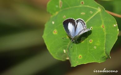 Acytolepis puspa myla (Fruhstorfer, 1909) 靛色琉灰蝶