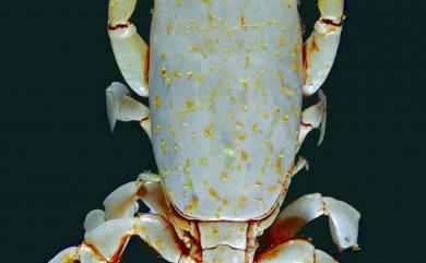 Raninoides intermedius Dai & Xu, 1991 中型仿蛙蟹